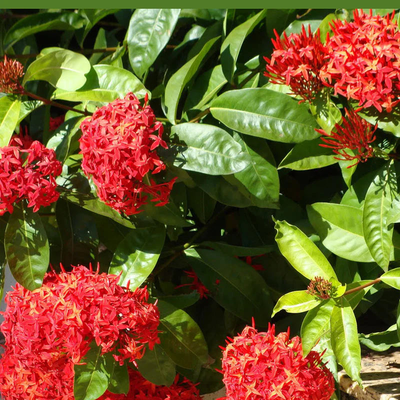 Ixora Flower seeds for Planting - Fragrant Blossoms, Heirloom & GMO Free Seeds for Home Garden