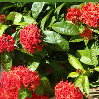 Ixora Flower seeds for Planting - Fragrant Blossoms, Heirloom & GMO Free Seeds for Home Garden