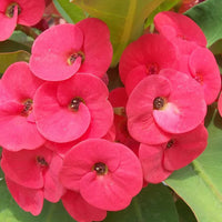 Milii Flower seeds for Planting - Wildflower Mix, Heirloom & GMO Free Seeds for Home Garden