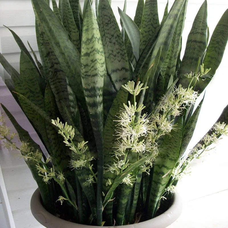 Sansevieria Flower seeds for Planting - Cut Flower Favorite, Heirloom & GMO Free Seeds for Home Garden