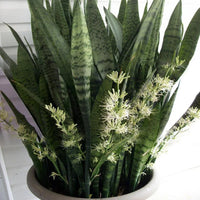 Sansevieria Flower seeds for Planting - Cut Flower Favorite, Heirloom & GMO Free Seeds for Home Garden