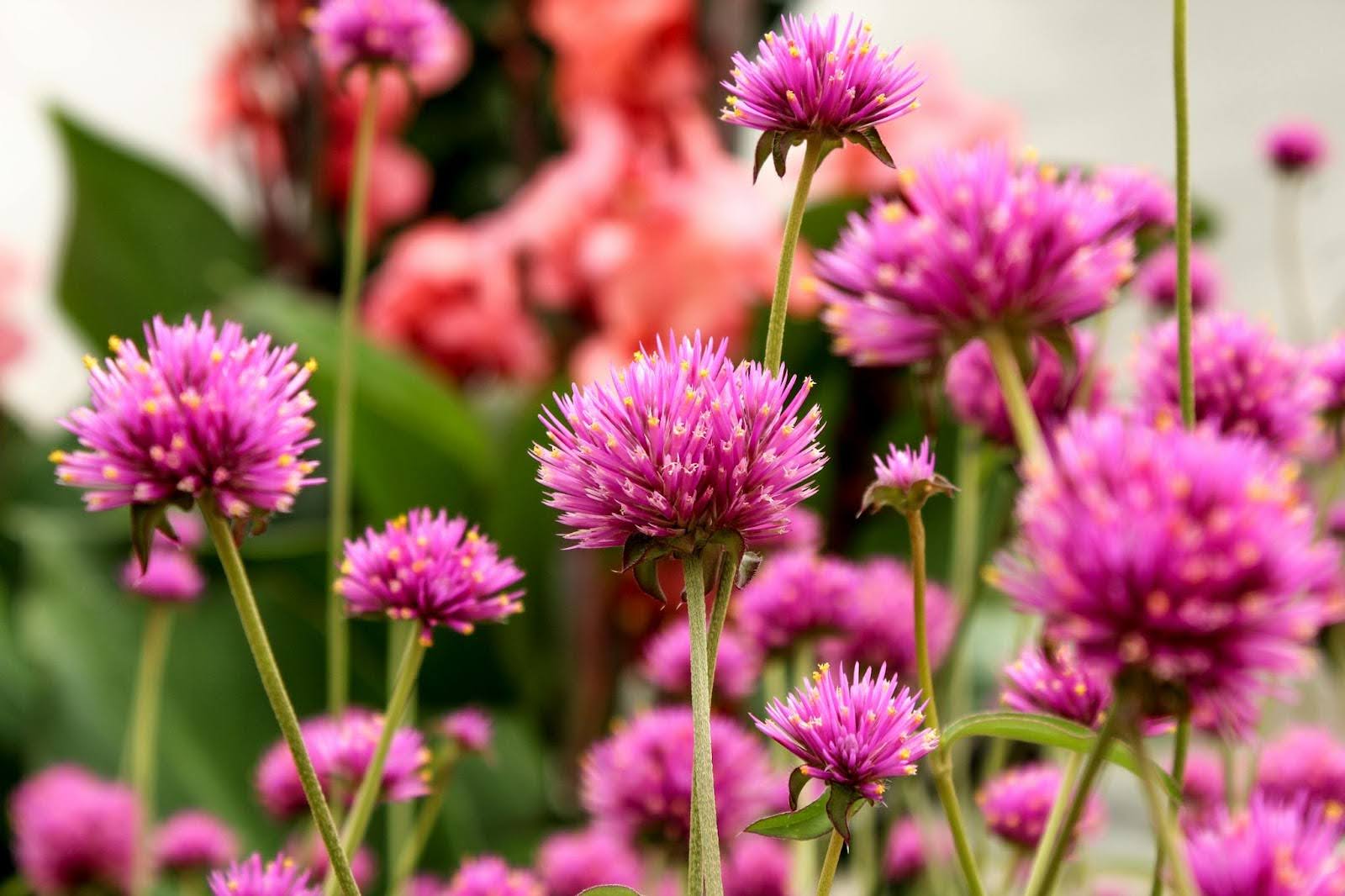 Gomphrena Flower seeds for Planting Sun Loving Heirloom & GMO Free Seeds for Home Garden