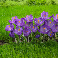 Crocus Flower seeds for Planting Cut Flower Favorite Heirloom & GMO Free Seeds for Home Garden