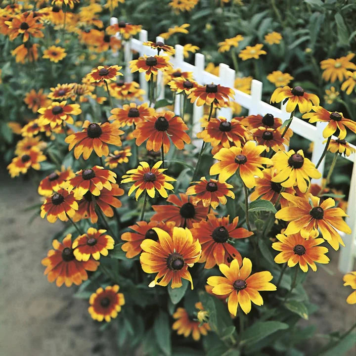 Orange Rudbeckia Flower seeds for Planting - Easy to Grow, Heirloom & GMO Free Seeds for Home Garden