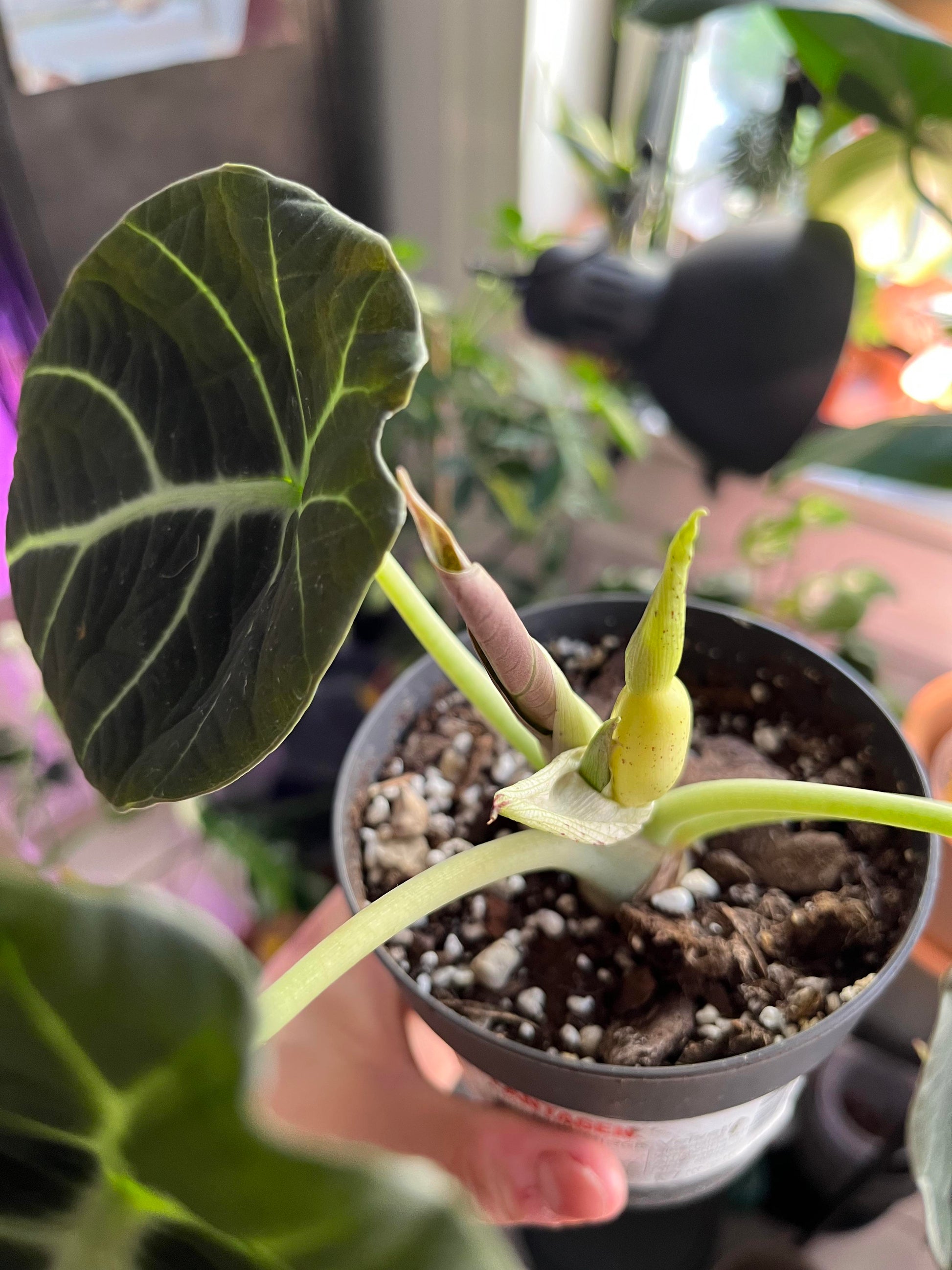 Alocasia Flower seeds for Planting Pollinator Friendly Heirloom & GMO Free Seeds for Home Garden