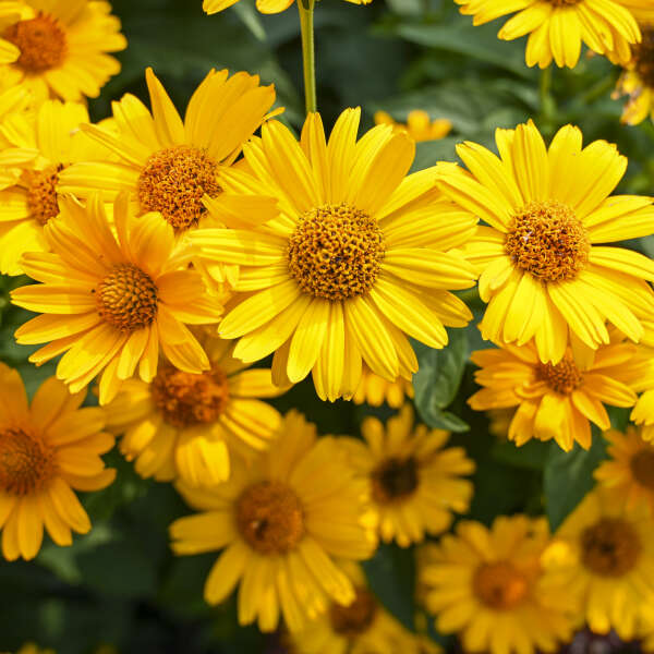 Yellow Heliopsis Flower seeds for Planting Garden Favorite Heirloom & GMO Free Seeds for Home Garden 
 
 Sale