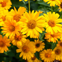 Yellow Heliopsis Flower seeds for Planting Garden Favorite Heirloom & GMO Free Seeds for Home Garden 
 
 Sale