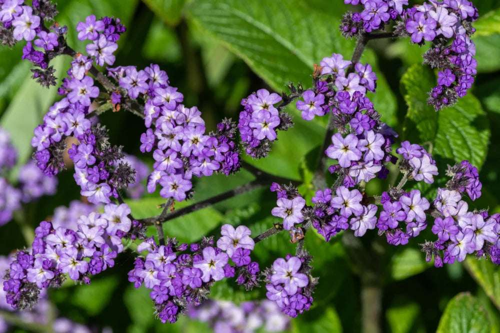Heliotrope Flower seeds for Planting - Wildflower Mix, Heirloom & GMO Free Seeds for Home Garden