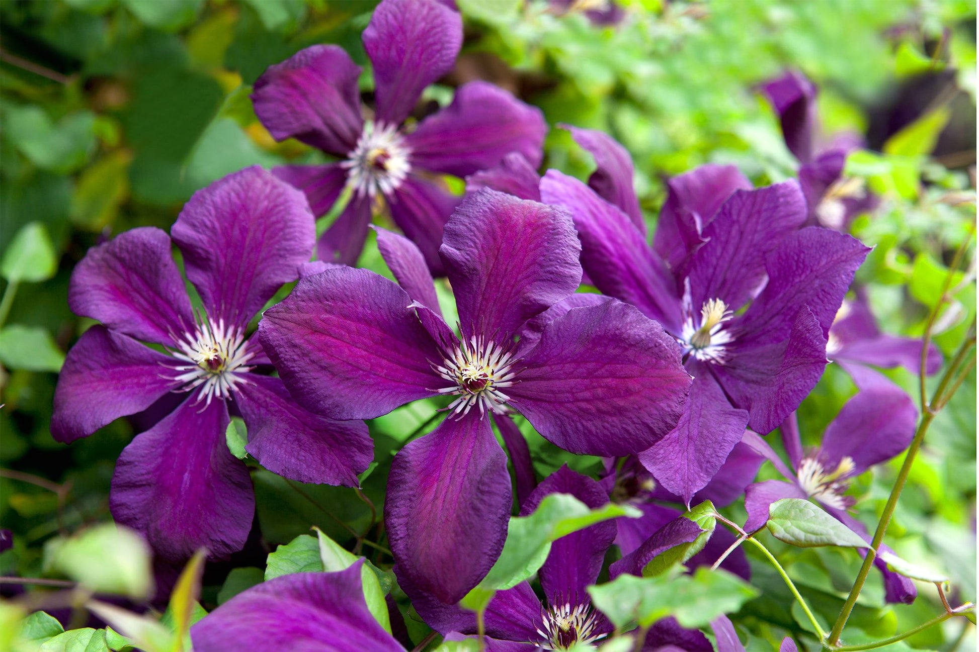 Lavender Clematis Flower seeds for Planting Easy to Grow Heirloom & GMO Free Seeds for Home Garden 
 
 Sale