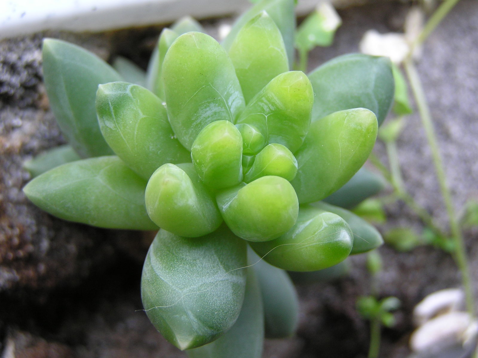 Pachyphytum Compactum Flower seeds for Planting Seasonal Bloomer Heirloom & GMO Free Seeds for Home Garden