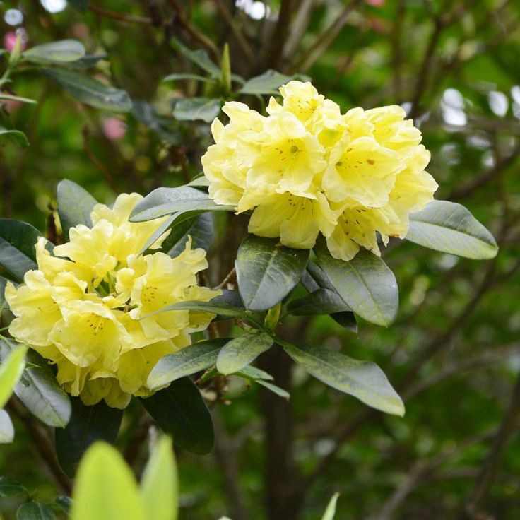 Rhododendron Yellow Flower Seeds - Perfect for Planting in Your Garden