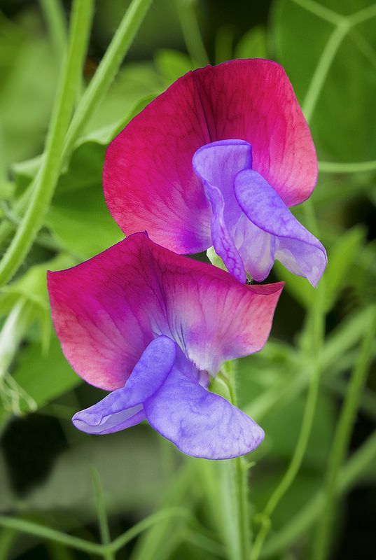 Pink Blue Sweet Pea Flower seeds for Planting Wildflower Mix Heirloom & GMO Free Seeds for Home Garden