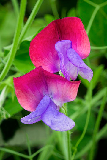Pink Blue Sweet Pea Flower seeds for Planting Wildflower Mix Heirloom & GMO Free Seeds for Home Garden