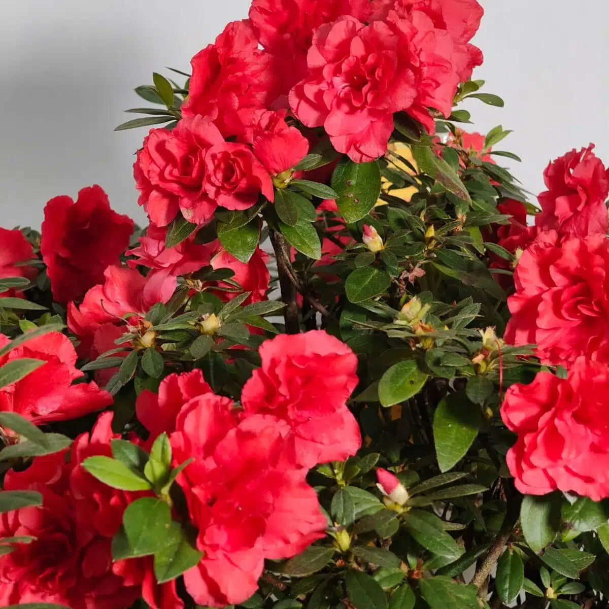 Dark Red Azalea Flower Seeds for Planting Pollinator Friendly Heirloom & GMO Free Seeds for Home Garden
 
 Sale
