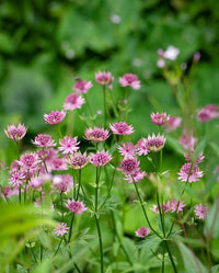 Astrantia Masterwort Purple Planting Seeds