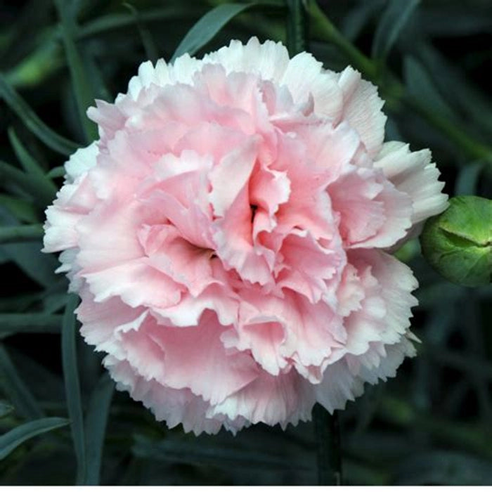 Pink White Carnation Flower seeds for Planting Compact Growth Heirloom & GMO Free Seeds for Home Garden 
 
 Sale