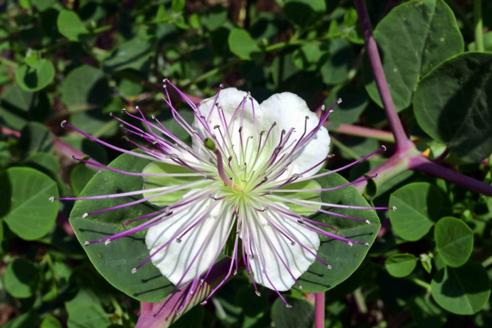 Blue Caper Flower Seeds: Best Planting Tips for Gardeners
