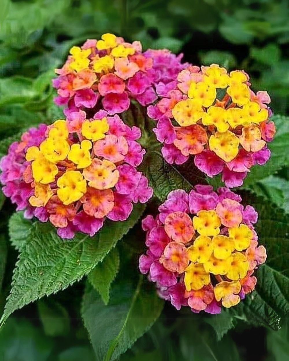 Lantana Camara Flower seeds for Planting Cut Flower Favorite Heirloom & GMO Free Seeds for Home Garden