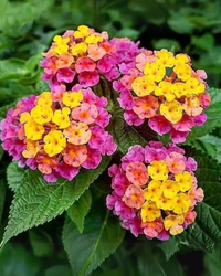 Lantana Camara Flower seeds for Planting Cut Flower Favorite Heirloom & GMO Free Seeds for Home Garden