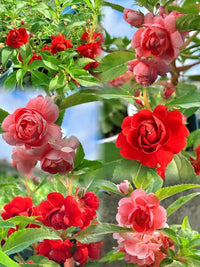 Balsam Camellia Flower seeds for Planting Wildflower Mix Heirloom & GMO Free Seeds for Home Garden