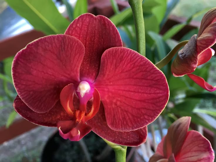 Phalaenopsis Orchid Flower seeds for Planting - Shade Tolerant, Heirloom & GMO Free Seeds for Home Garden
