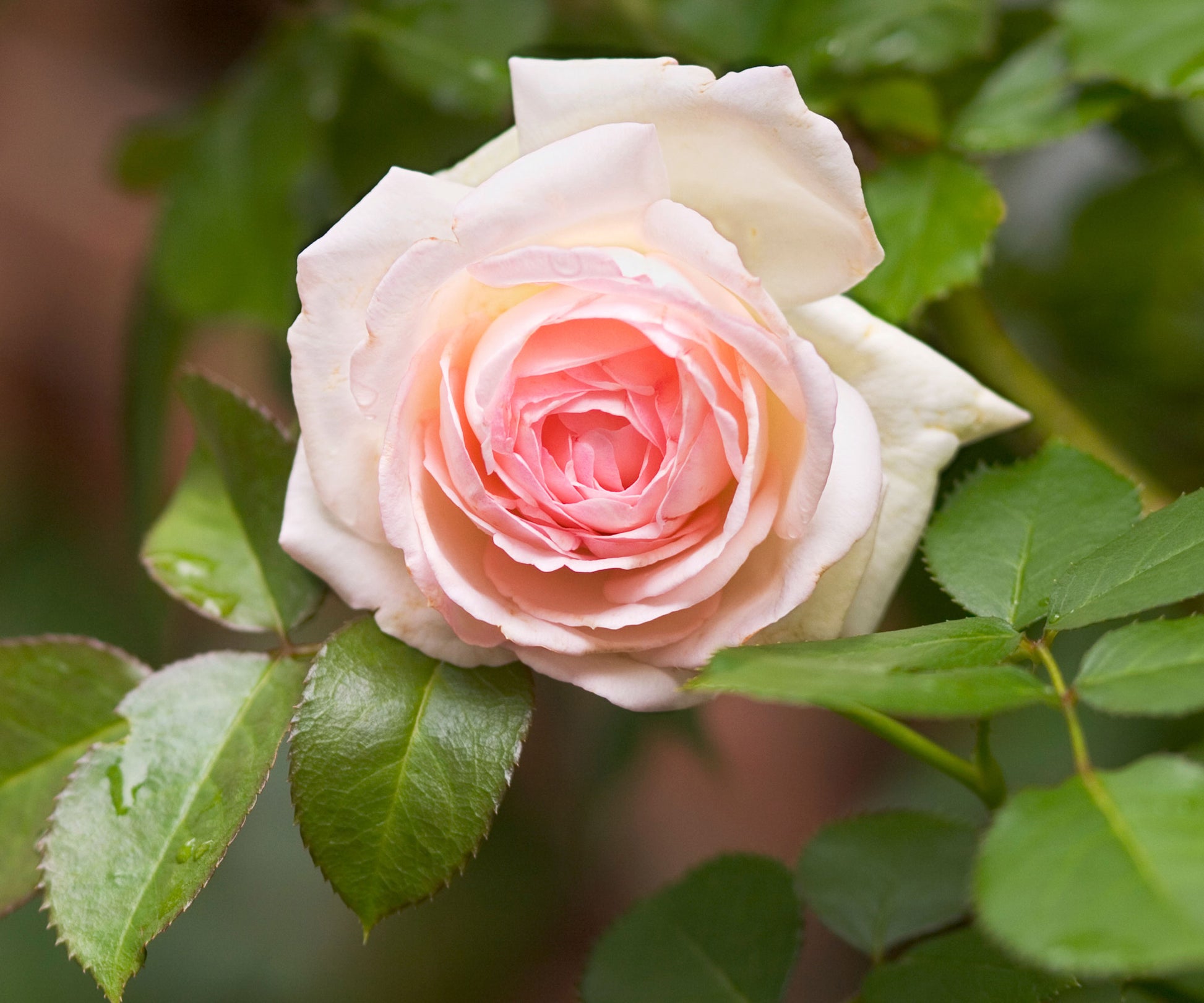 Cream Climbing Rose Flower seeds for Planting Colorful Display Heirloom & GMO Free Seeds for Home Garden
