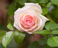Cream Climbing Rose Flower seeds for Planting Colorful Display Heirloom & GMO Free Seeds for Home Garden