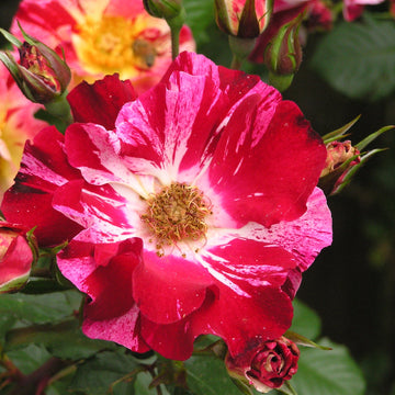 Red & White Climbing Rose Non-GMO Heirloom Garden Seeds Flower seeds for Planting - Wildflower Mix, Heirloom & GMO Free Seeds for Home Garden