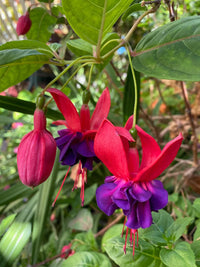 Heirloom Fuchsia Flower seeds for Planting Fragrant Blossoms Heirloom & GMO Free Seeds for Home Garden
