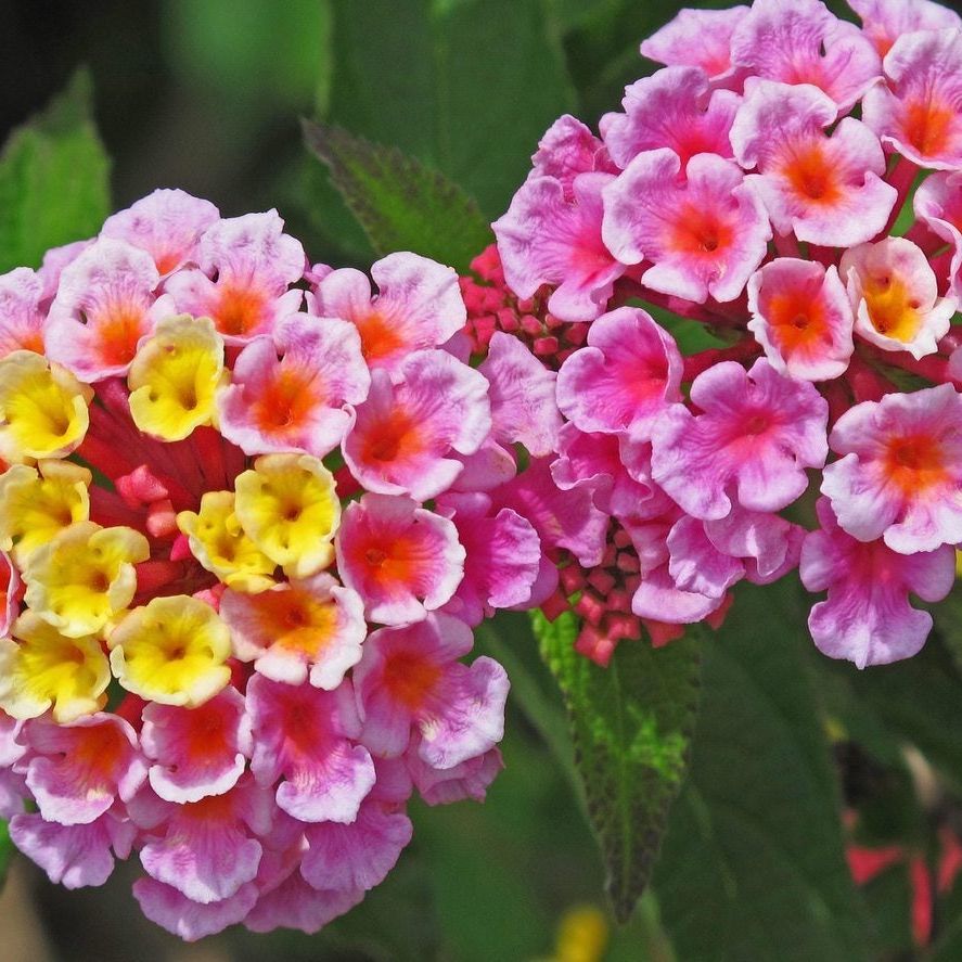 Lantana Mix Flower seeds for Planting - Easy to Grow, Heirloom & GMO Free Seeds for Home Garden