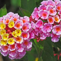 Lantana Mix Flower seeds for Planting - Easy to Grow, Heirloom & GMO Free Seeds for Home Garden