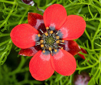 Adonis Flower seeds for Planting - Garden Favorite, Heirloom & GMO Free Seeds for Home Garden