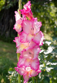 Soft Pink Yellow Gladiolus Flower Seeds for Planting Wildflower Mix Heirloom & GMO Free Seeds for Home Garden
 
 Sale