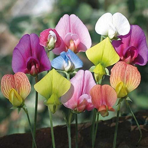 Heirloom Pea Flower seeds for Planting Wildflower Mix Heirloom & GMO Free Seeds for Home Garden