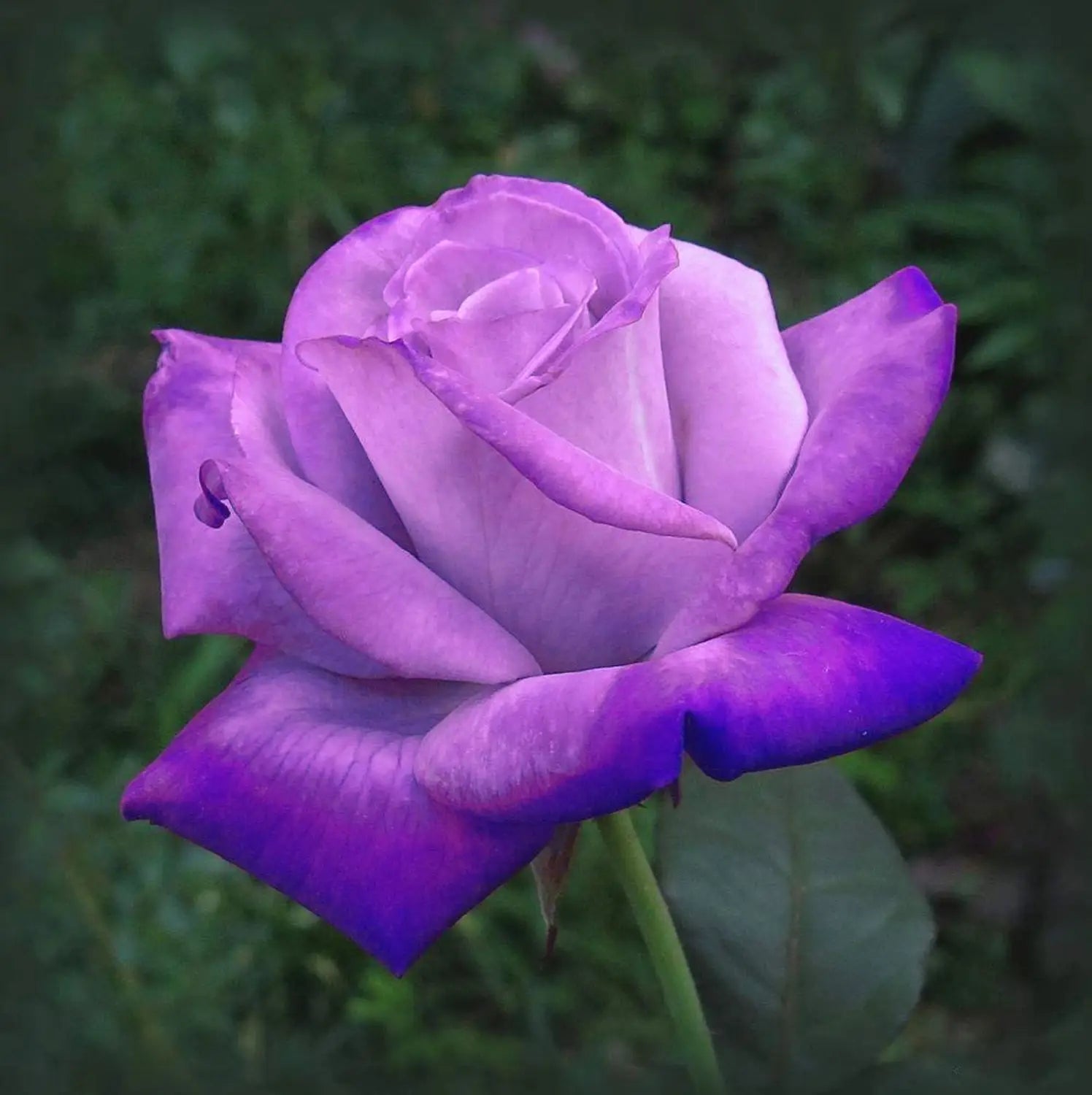 Purple Rose Flower seeds for Planting Long Bloom Season Heirloom & GMO Free Seeds for Home Garden 
 
 Sale