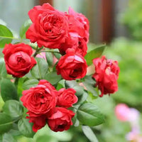 Red Ruby Rose Flower Seeds for Planting Colorful Display Heirloom & GMO Free Seeds for Home Garden
 
 Sale