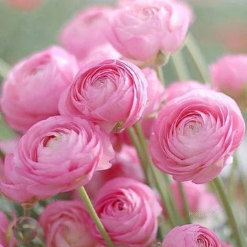 Light Pink Ranunculus Seeds Flower seeds for Planting Hardy Variety Heirloom & GMO Free Seeds for Home Garden