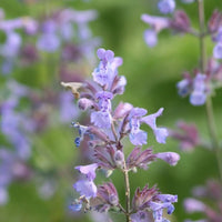 Purple Catmint Flower seeds for Planting Sun Loving Heirloom & GMO Free Seeds for Home Garden 
 
 Sale