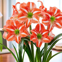 White Orange Amaryllis Seeds for Planting - Vibrant Flower Seeds for Your Garden