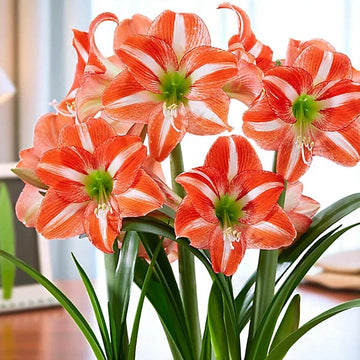 White Orange Amaryllis Seeds for Planting - Vibrant Flower Seeds for Your Garden