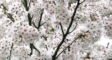 Yoshino Flower seeds for Planting - Compact Growth, Heirloom & GMO Free Seeds for Home Garden