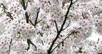 Yoshino Flower seeds for Planting - Compact Growth, Heirloom & GMO Free Seeds for Home Garden