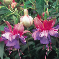Double Petals Fuchsia Flower seeds for Planting - Cut Flower Favorite, Heirloom & GMO Free Seeds for Home Garden