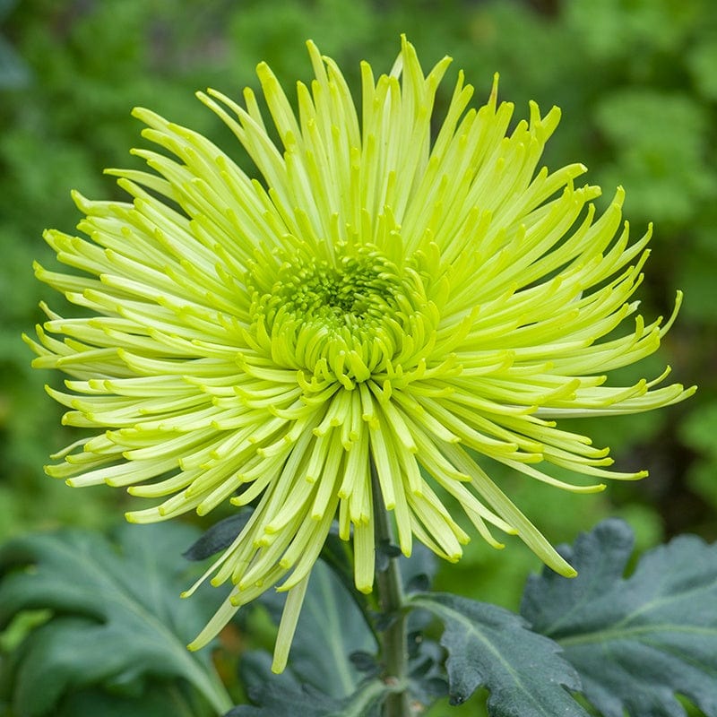 Green Chrysanthemum Flower seeds for Planting - Drought Tolerant, Heirloom & GMO Free Seeds for Home Garden