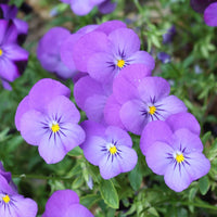 Violet Johnny Flower seeds for Planting - Bright Blooms, Heirloom & GMO Free Seeds for Home Garden