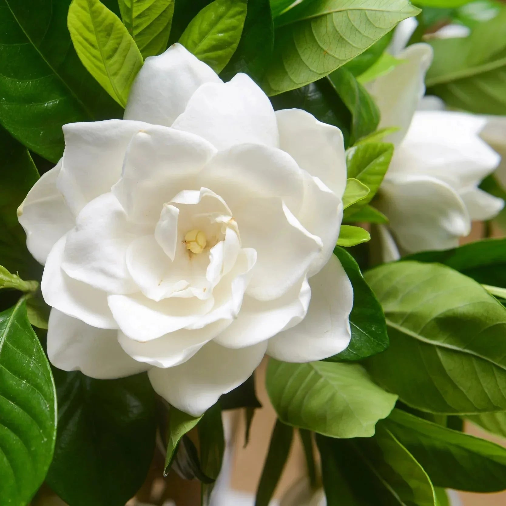 Heirloom Jasminoids Flower seeds for Planting Premium Quality Heirloom & GMO Free Seeds for Home Garden