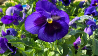 Blue Yellow Pansy Flower seeds for Planting - Seasonal Bloomer, Heirloom & GMO Free Seeds for Home Garden