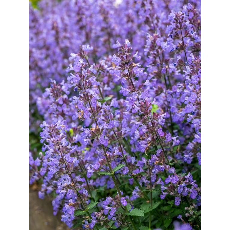 Nepeta Racemosa Flower seeds for Planting - Shade Tolerant, Heirloom & GMO Free Seeds for Home Garden