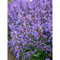 Nepeta Racemosa Flower seeds for Planting - Shade Tolerant, Heirloom & GMO Free Seeds for Home Garden