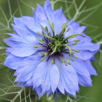 Nigella Damascena Planting Flower Seeds for Whimsy